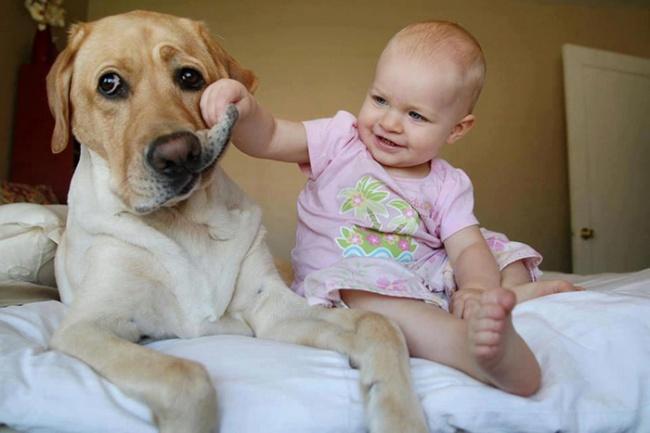 7172460-R3L8T8D-650-cute-big-dogs-and-babies-32